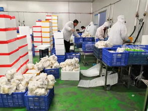 對(duì)接?xùn)|盟和粵港澳大灣區(qū) 湖南宇秀生物科技,每天4萬斤杏鮑菇銷往粵港澳