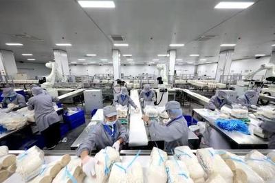 日產(chǎn)金針菇160噸！鄒城小蘑菇撐起群眾致富傘